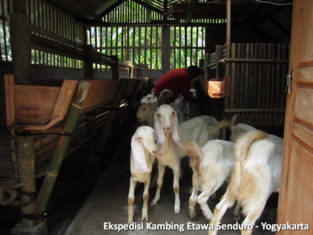 ekspedisi-kambing-etawa-yogyakarta