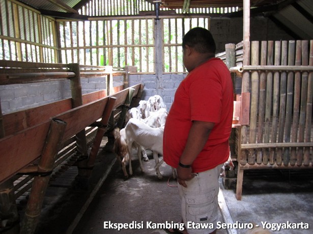 ekspedisi-kambing-etawa-yogyakarta