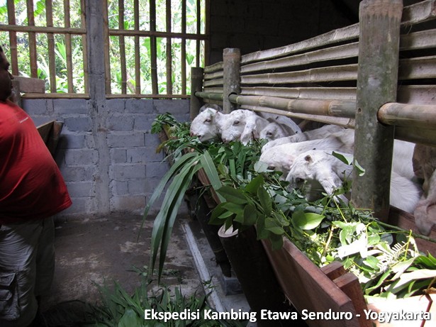 ekspedisi-kambing-etawa-yogyakarta