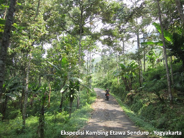 ekspedisi-kambing-etawa-yogyakarta