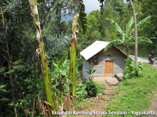 ekspedisi-kambing-etawa-yogyakarta