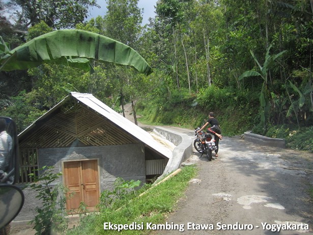ekspedisi-kambing-etawa-yogyakarta