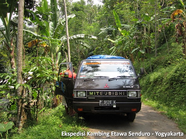 ekspedisi-kambing-etawa-yogyakarta