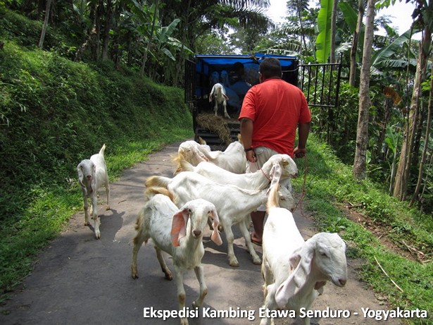 ekspedisi-kambing-etawa-yogyakarta