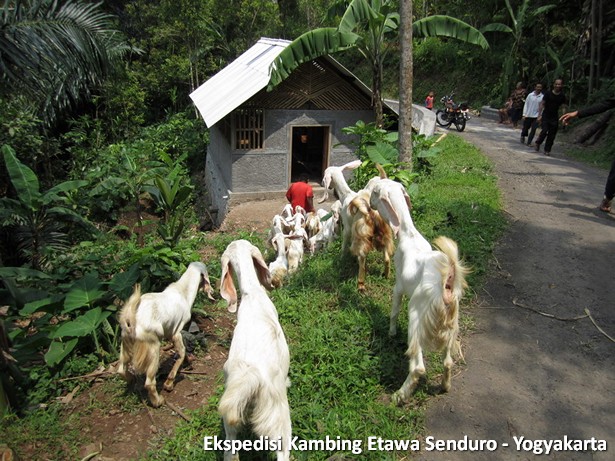 ekspedisi-kambing-etawa-yogyakarta