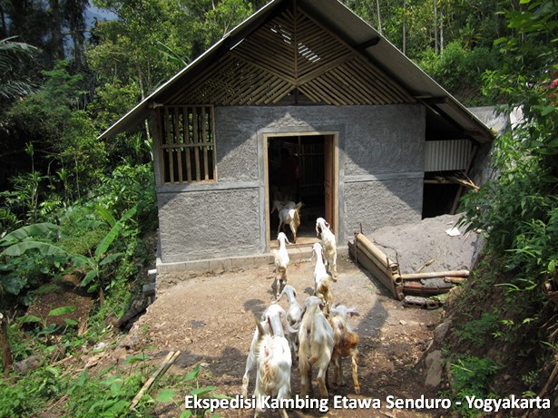 ekspedisi-kambing-etawa-yogyakarta