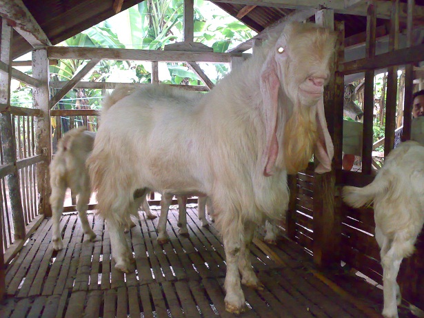 kambing etawa senduro jantan kambing etawa senduro jantan