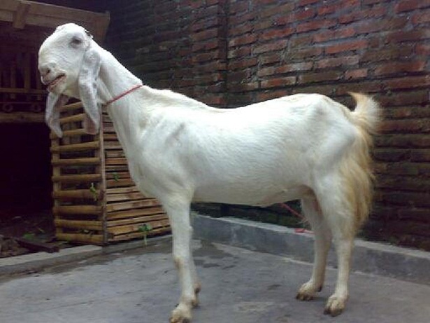 kambing etawa senduro betina kambing etawa senduro betina