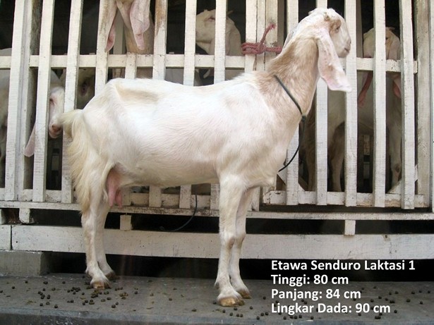 jual-kambing-etawa-2011