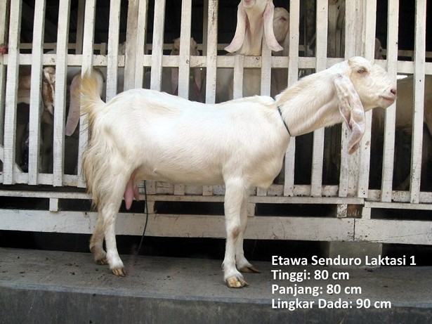 jual-kambing-etawa-2011
