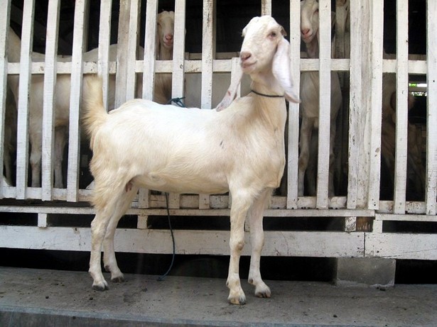 jual-kambing-etawa-2011