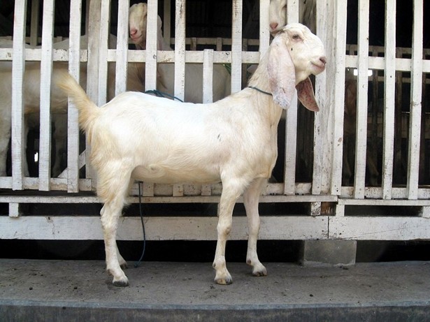 jual-kambing-etawa-2011