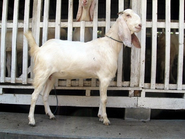 jual-kambing-etawa-2011
