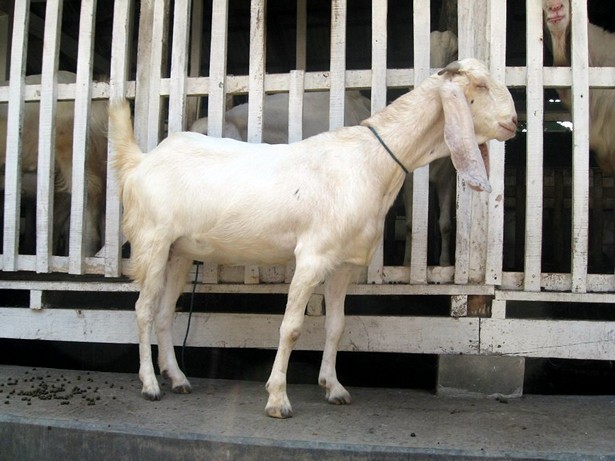 jual-kambing-etawa-2011