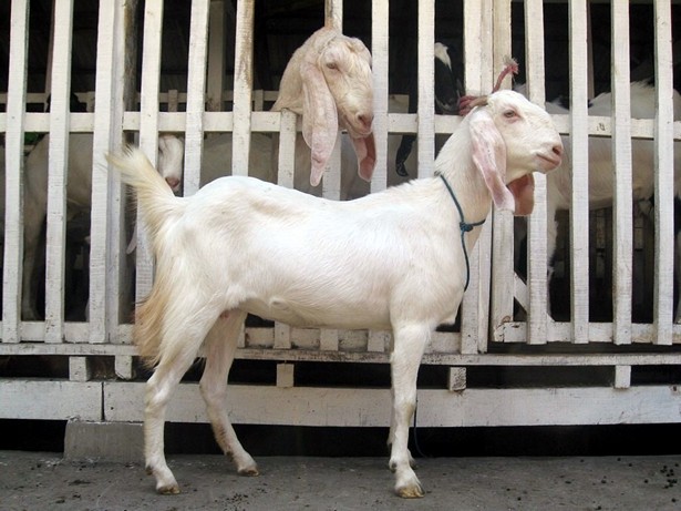 jual-kambing-etawa-2011