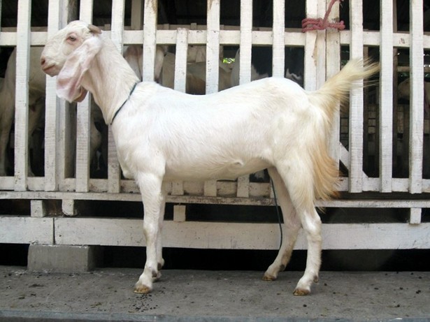 jual-kambing-etawa-2011
