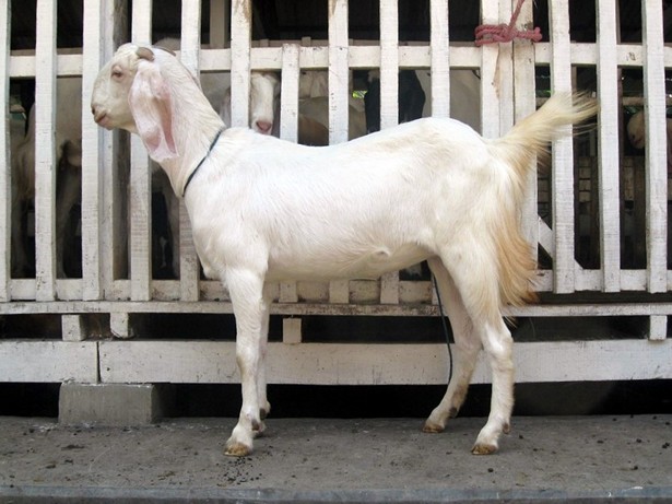 jual-kambing-etawa-2011