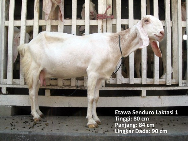 jual-kambing-etawa-2011