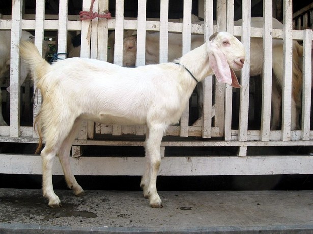 jual-kambing-etawa-2011