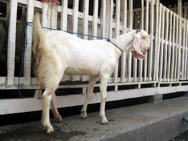 jual-kambing-etawa-2011