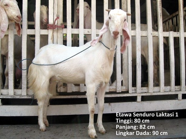 jual-kambing-etawa-2011