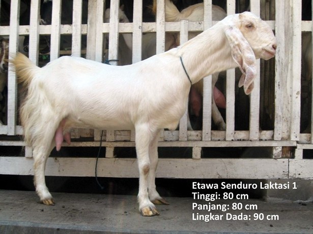 jual-kambing-etawa-2011