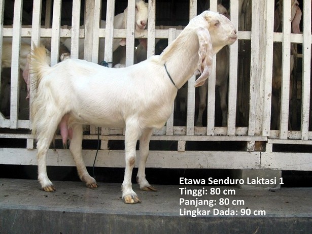 jual-kambing-etawa-2011