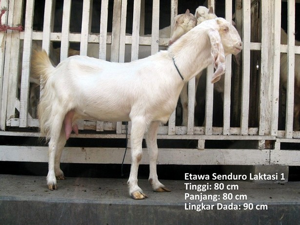 jual-kambing-etawa-2011
