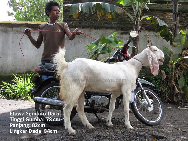 jual-kambing-etawa-mei-2011