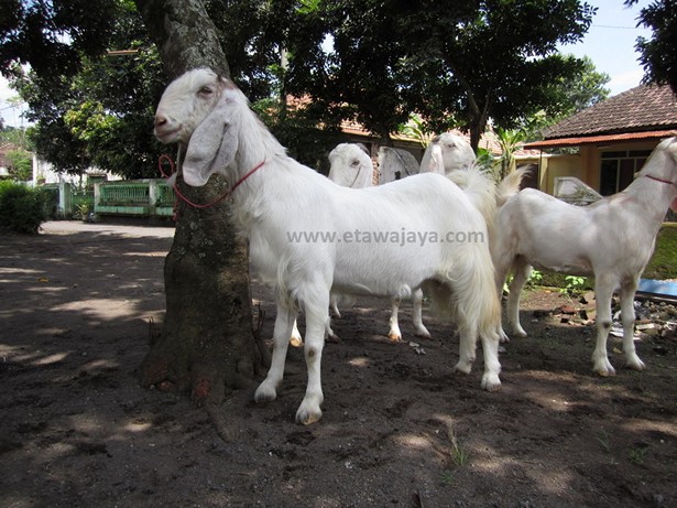 jual-kambing-etawa-mei-2011