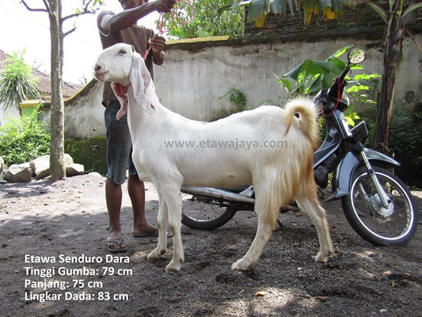 jual-kambing-etawa-mei-2011