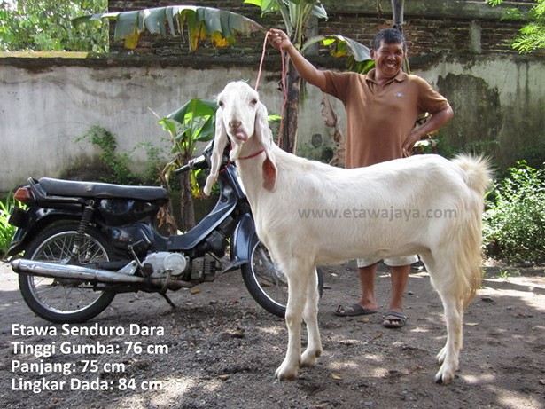 jual-kambing-etawa-mei-2011