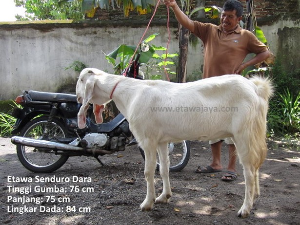 jual-kambing-etawa-mei-2011