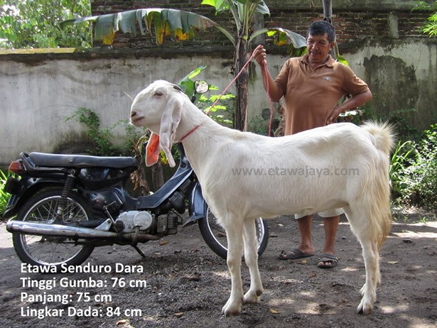 jual-kambing-etawa-mei-2011