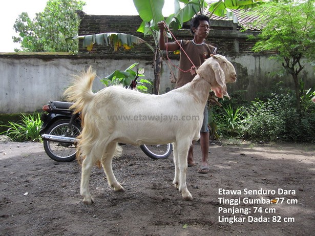 jual-kambing-etawa-mei-2011