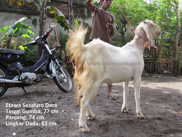 jual-kambing-etawa-mei-2011