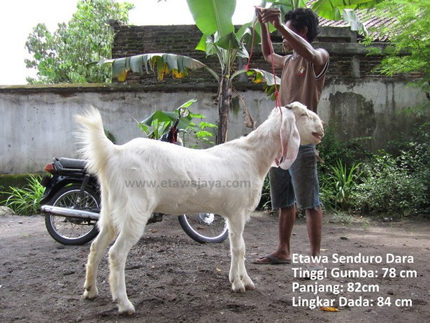 jual-kambing-etawa-mei-2011