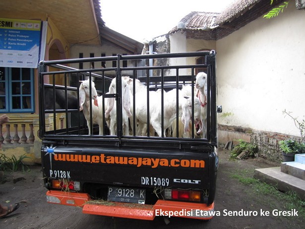 jual-kambing-etawa-mei-2011