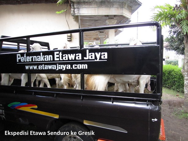 jual-kambing-etawa-mei-2011