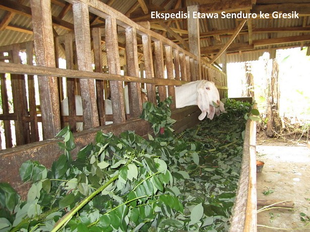 jual-kambing-etawa-mei-2011