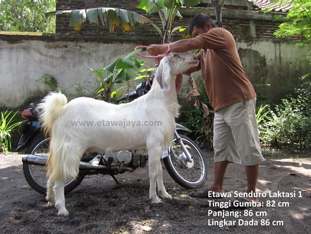 jual-kambing-etawa-mei-2011