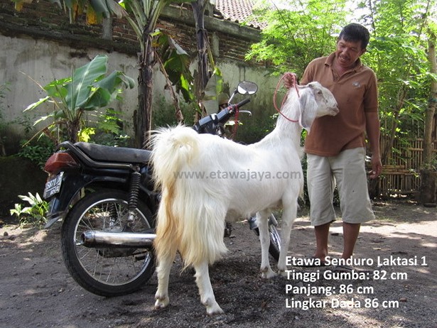 jual-kambing-etawa-mei-2011
