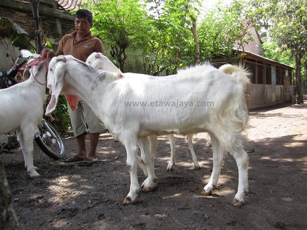 jual-kambing-etawa-mei-2011