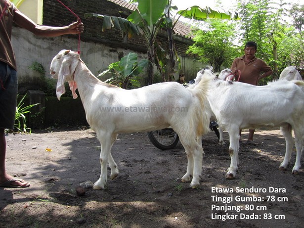 jual-kambing-etawa-mei-2011