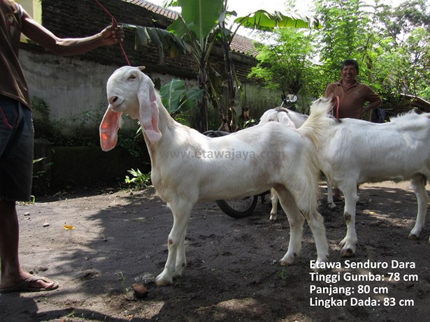 jual-kambing-etawa-mei-2011