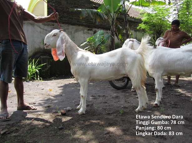 jual-kambing-etawa-mei-2011