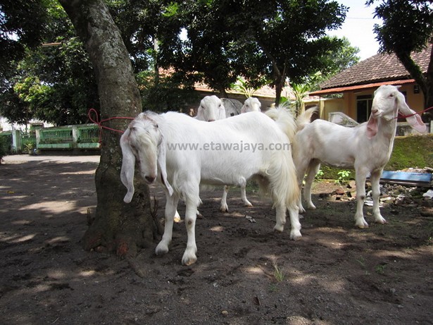 jual-kambing-etawa-mei-2011