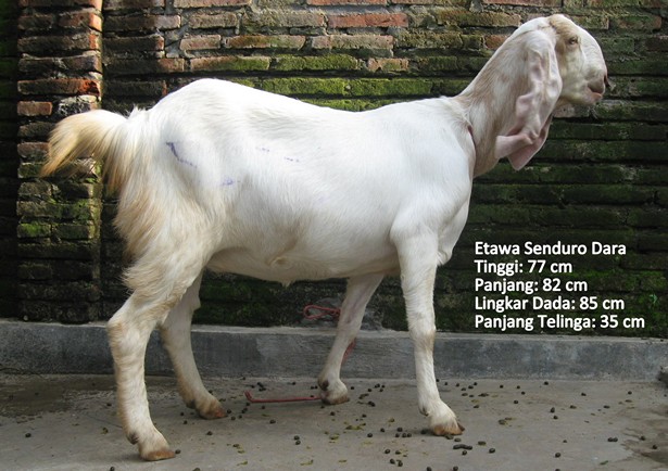 kambing-perah-etawa-senduro-dara