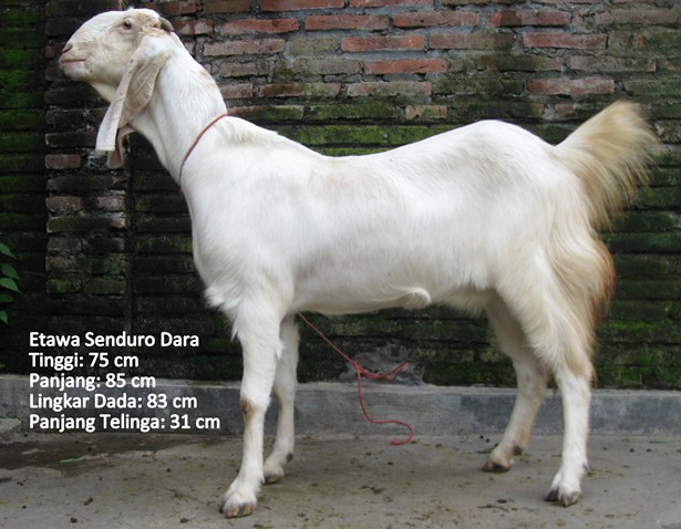 kambing-perah-etawa-senduro-dara