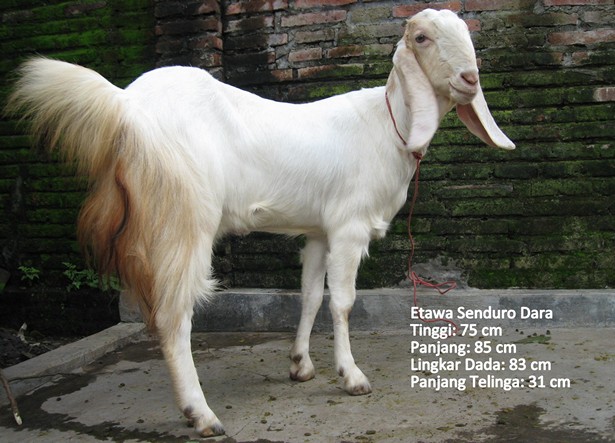 kambing-perah-etawa-senduro-dara
